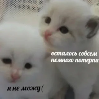 Sticker котики спасут мир @zxeeela - 2