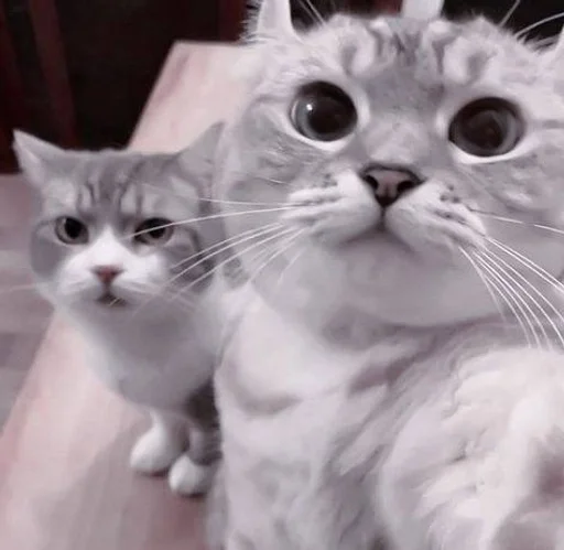 cats^^ @xxfgldp🐈‍⬛ :: @fStikBot - 