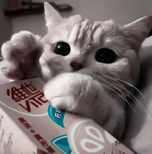 Стикер cats^^ @xxfgldp🐈‍⬛ :: @fStikBot - 10