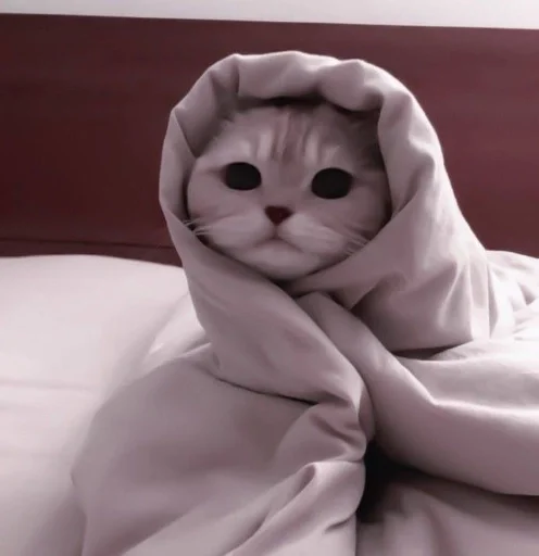 Стикер cats^^ @xxfgldp🐈‍⬛ :: @fStikBot - 6