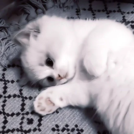 Стикер cats^^ @xxfgldp🐈‍⬛ :: @fStikBot - 4