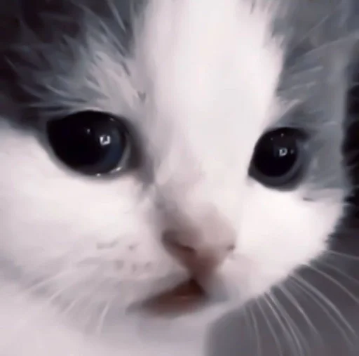 Стикер cats^^ @xxfgldp🐈‍⬛ :: @fStikBot - 2