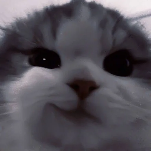 Стикер cats^^ @xxfgldp🐈‍⬛ :: @fStikBot - 1