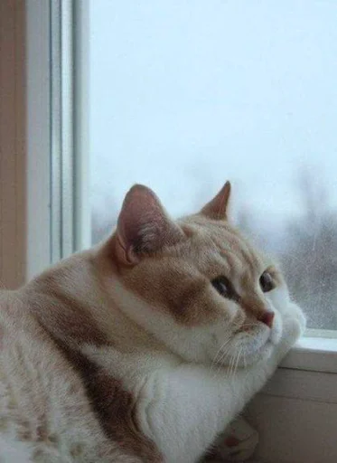 Sticker catsmakeyousmile - 1