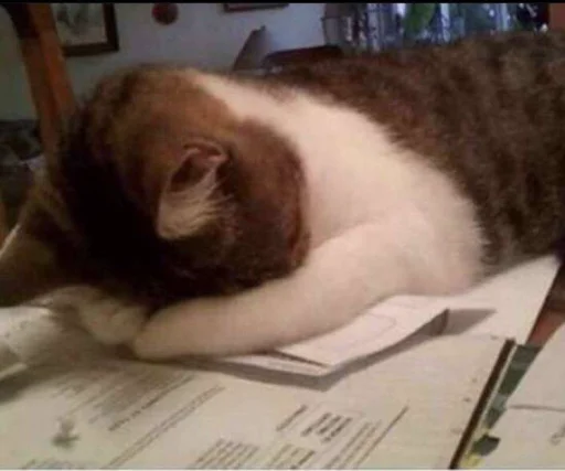 Sticker catsmakeyousmile - 1