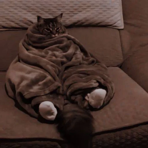 Стикер catsmakeyousmile - 1