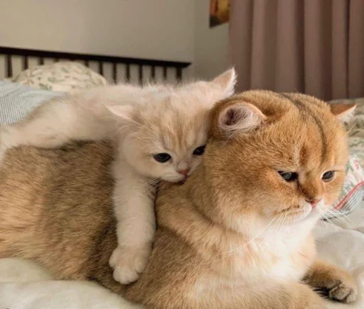 Котики от Enderin - 