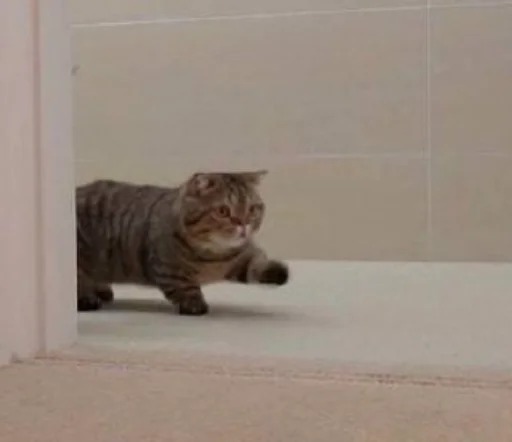 Стикер catsmakeyousmile - 1