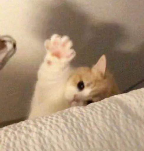 Sticker catsmakeyousmile - 1