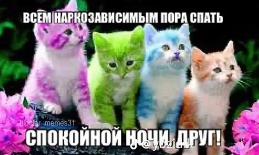 СМС млекопитающее кошка