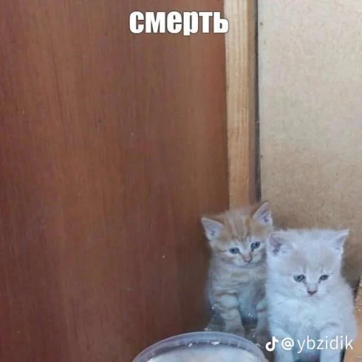 text small to medium-sized cats cat