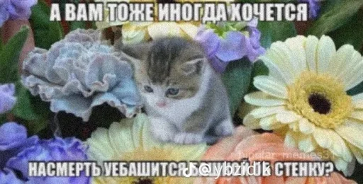 СМС кошки малого и среднего размера кошачьи