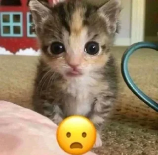 small to medium-sized cats indoor felidae