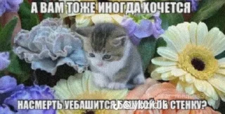 text small to medium-sized cats felidae