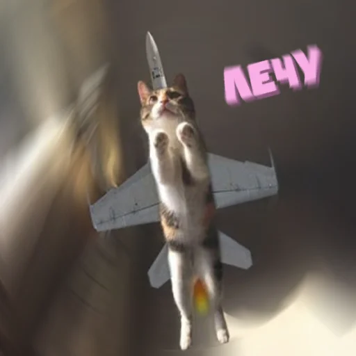 animal aircraft airplane