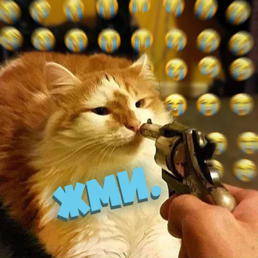 cat small to medium-sized cats felidae