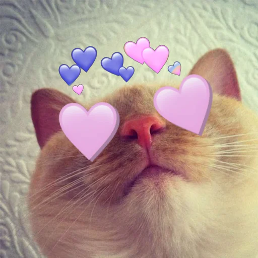 small to medium-sized cats cat domestic cat