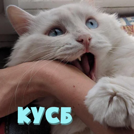 domestic cat cat small to medium-sized cats