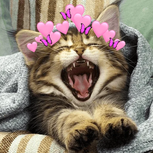 felidae mammal small to medium-sized cats