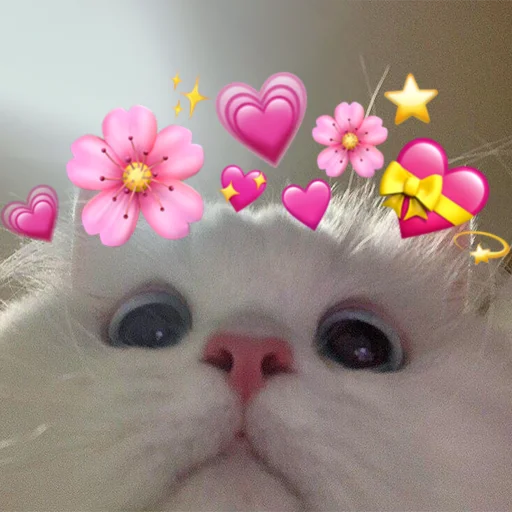 small to medium-sized cats pink felidae