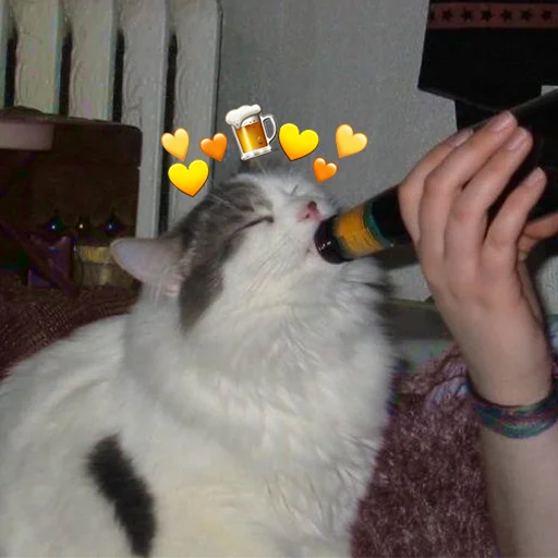 indoor person small to medium-sized cats