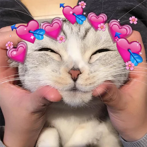 felidae small to medium-sized cats whiskers