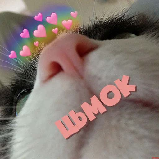 animal small to medium-sized cats mammal