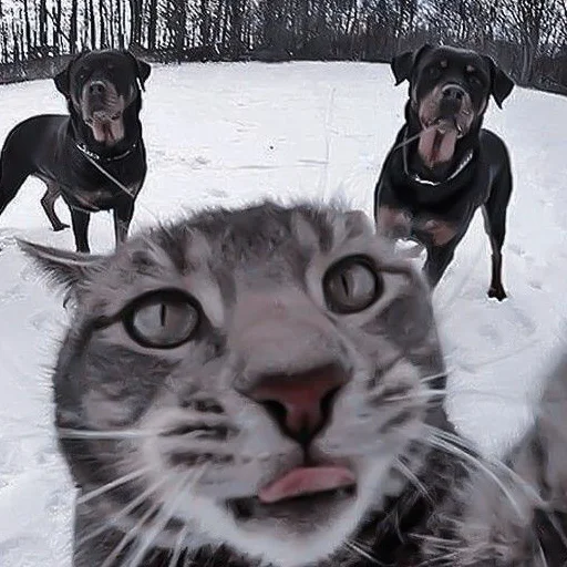 Sticker твоя мать - 0