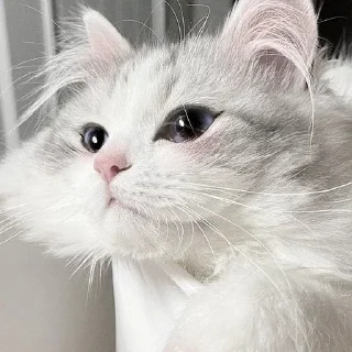 Sticker ᨳ◞ cats; 🐾 -> @wexsavi ꒱ - 4