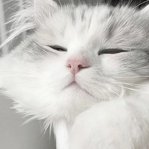 Sticker ᨳ◞ cats; 🐾 -> @wexsavi ꒱ - 11