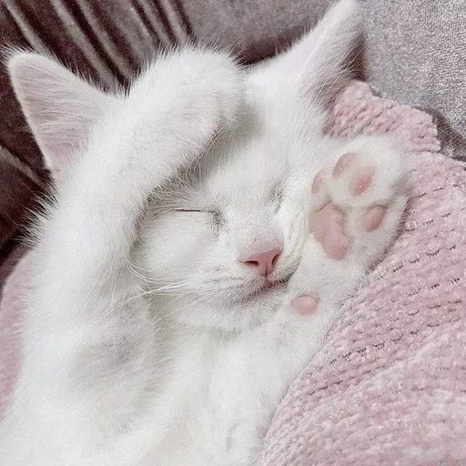 Sticker ᨳ◞ cats; 🐾 -> @wexsavi ꒱ - 3