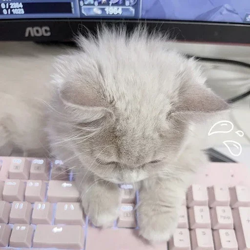 ᨳ◞ cats; 🐾 -> @wexsavi ꒱ - 