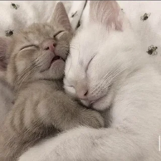 Sticker ᨳ◞ cats; 🐾 -> @wexsavi ꒱ - 6