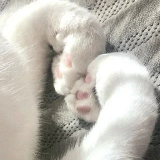 Sticker ᨳ◞ cats; 🐾 -> @wexsavi ꒱ - 0