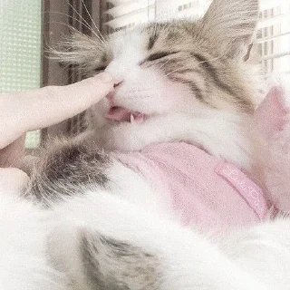 Sticker ᨳ◞ cats; 🐾 -> @wexsavi ꒱ - 8