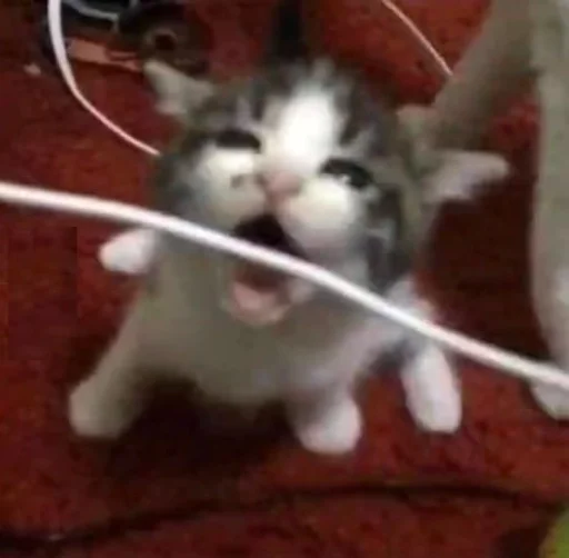 Стикер CatsWire :: @fStikBot - 2