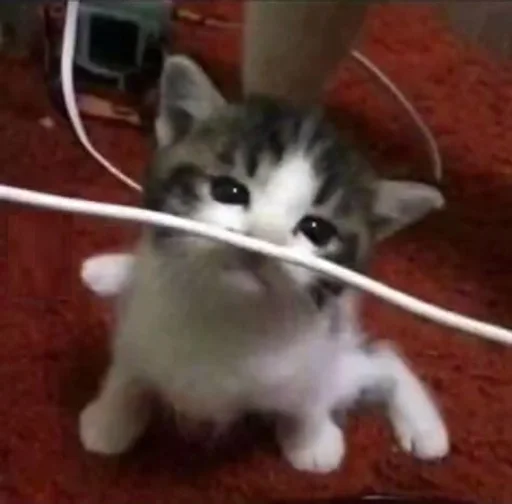 CatsWire :: @fStikBot - 