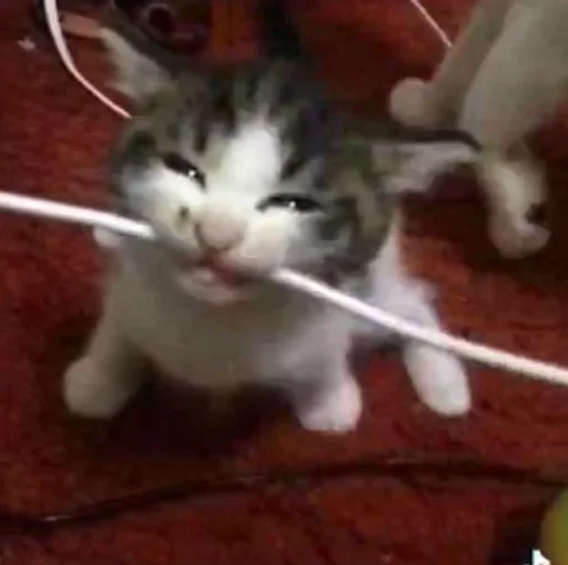 Стикер CatsWire :: @fStikBot - 0