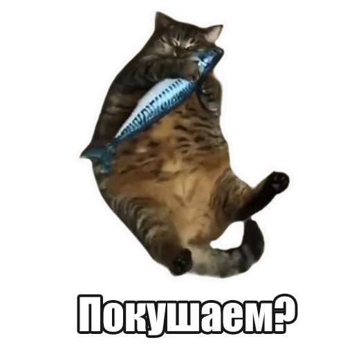 Мысли кота - animal