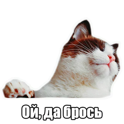 animal cat domestic cat