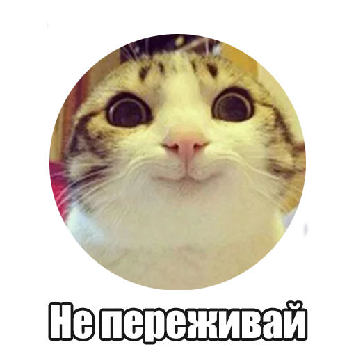 mammal animal small to medium-sized cats