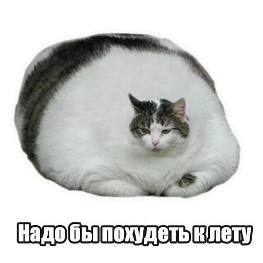 animal cat small to medium-sized cats