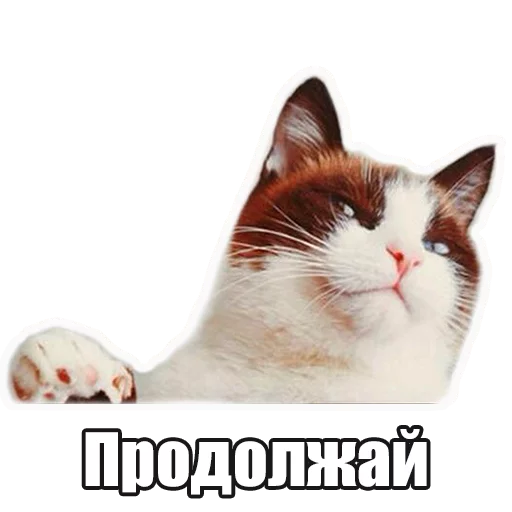 animal cat domestic cat