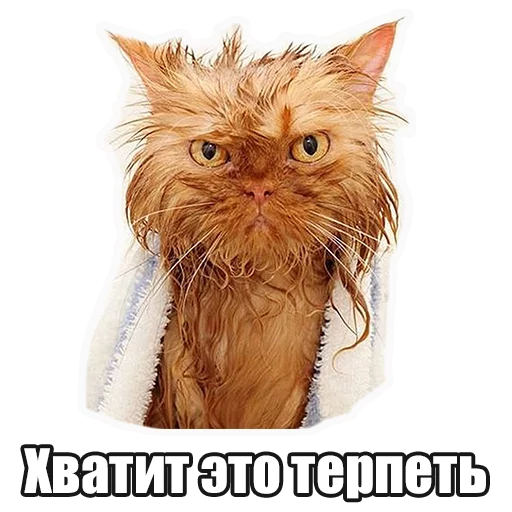 animal cat domestic cat