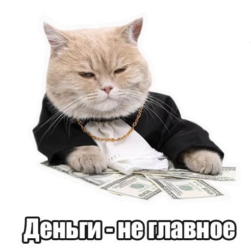 small to medium-sized cats felidae whiskers