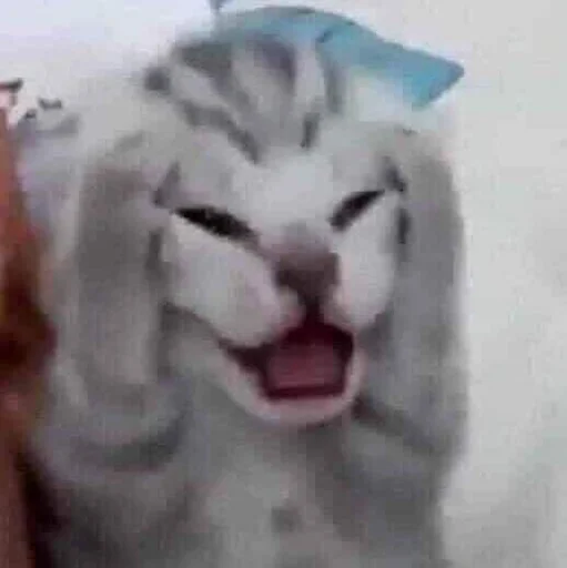 Sticker cattishhehe - 1