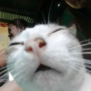 Стикер котятки - 6