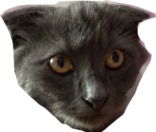 это же леон - 