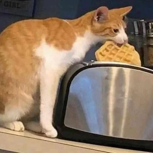 Стикер cats :: @fStikBot - 9