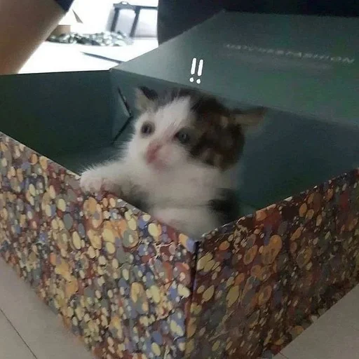 Стикер cats :: @fStikBot - 6